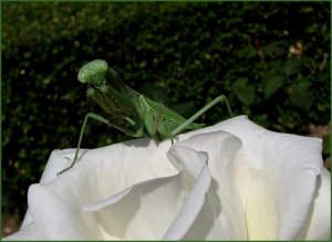Praying Mantis on Rose