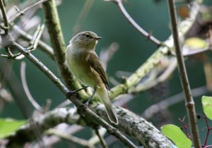 Chiff Chaff