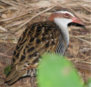 Buff-banded Rail