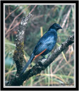 Red-winged Starling