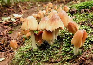 GLISTENING INK CAP