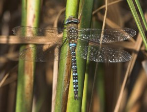 Migrant Hawker