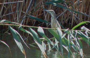 squacco_heron