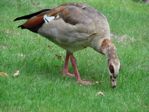 Egyptian Goose