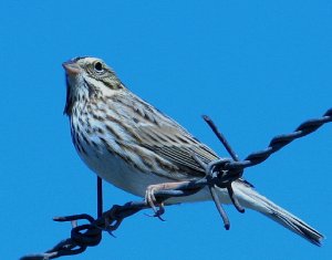 Savannah Sparrow on barbed wire.