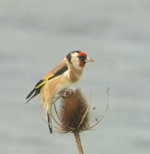 Goldfinch