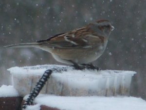 american tree sparrow?
