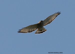 Broad-winged Hawk