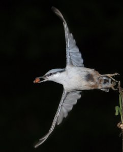 Nuthatch - start