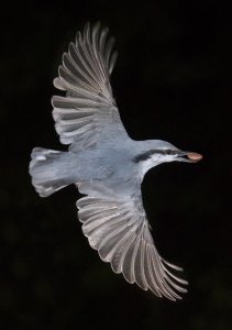 Nuthatch - flight