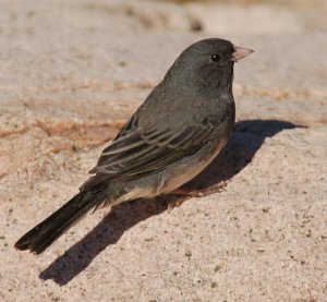 Dark-eyed Junco at Acadia