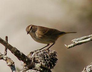 Palm Warbler on Cape Cod