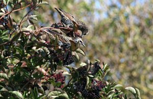 Starlings and Berries