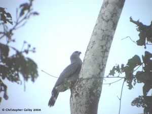 Crane Hawk