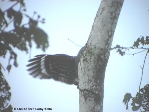 Crane Hawk underwing