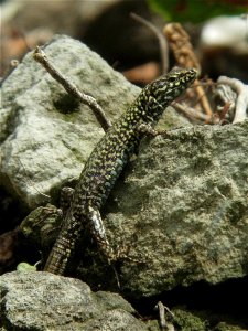 Wall Lizard