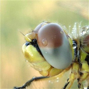 Red-veined Darter