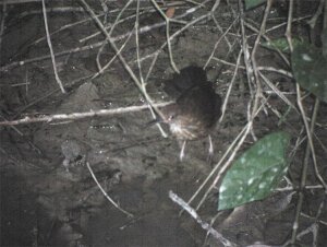 Female Silvered Antbird