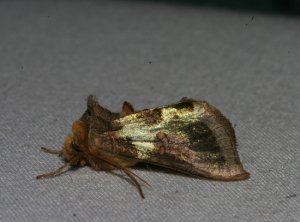 smart moth