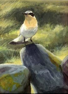 On The Wall - Wheatear