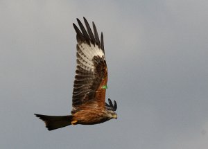 Red Kite