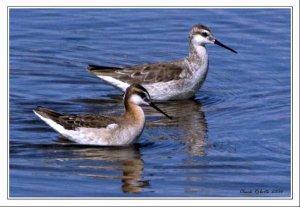 Wilson's Phalaropes