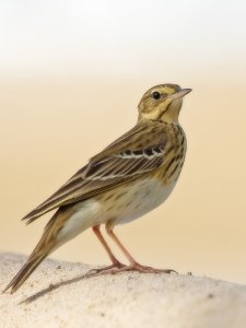 Tree Pipit