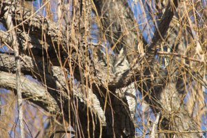 Great Horned Owl