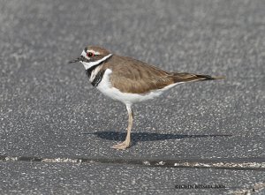 Killdeer