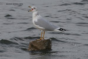 Ring-Billed Gull