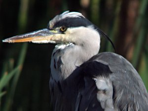 Grey heron