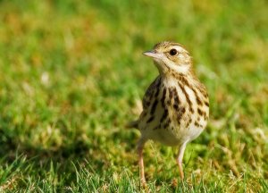 Another Tree Pipit