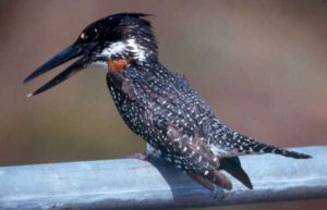 Giant Kingfisher