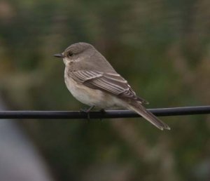 Spotted Flycatcher