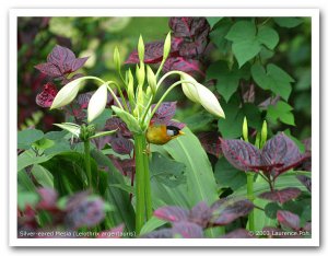 Silver-eared Mesia