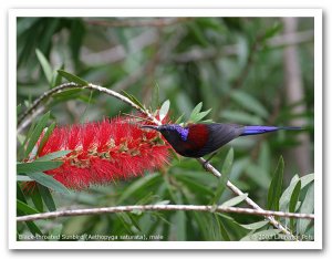 Black-throated Sunbird