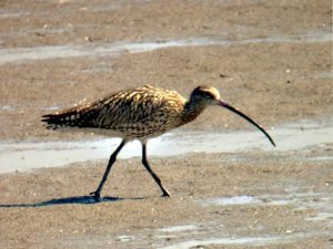 Curlew at Deeside