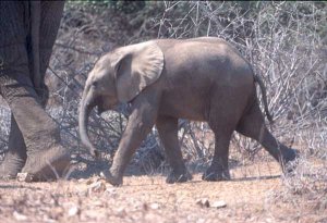 Baby African Elephant