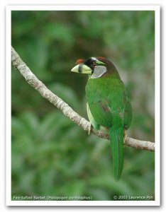 Fire-tufted Barbet