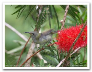 Black-throated Sunbird