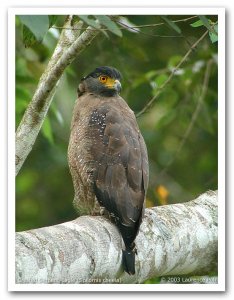 Crested Serpent-Eagle