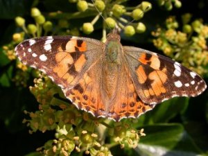 Painted Lady on Scilly.