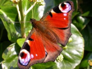 Peacock butterfly on Scilly