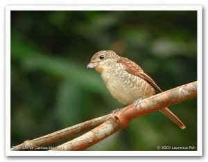 Tiger Shrike