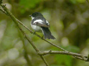 Pied Flycatcher