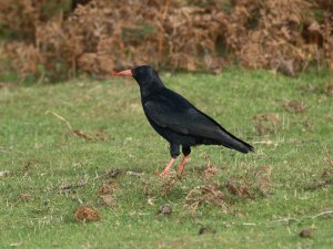 Chough