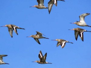 Black-tailed Godwits