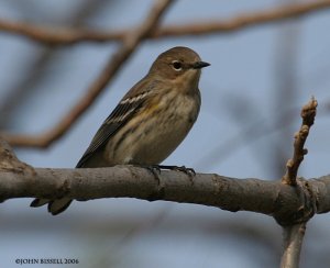 Yellow-rumped Warbler