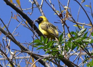 Southern Masked Weaver