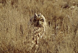 Short-eared Owl